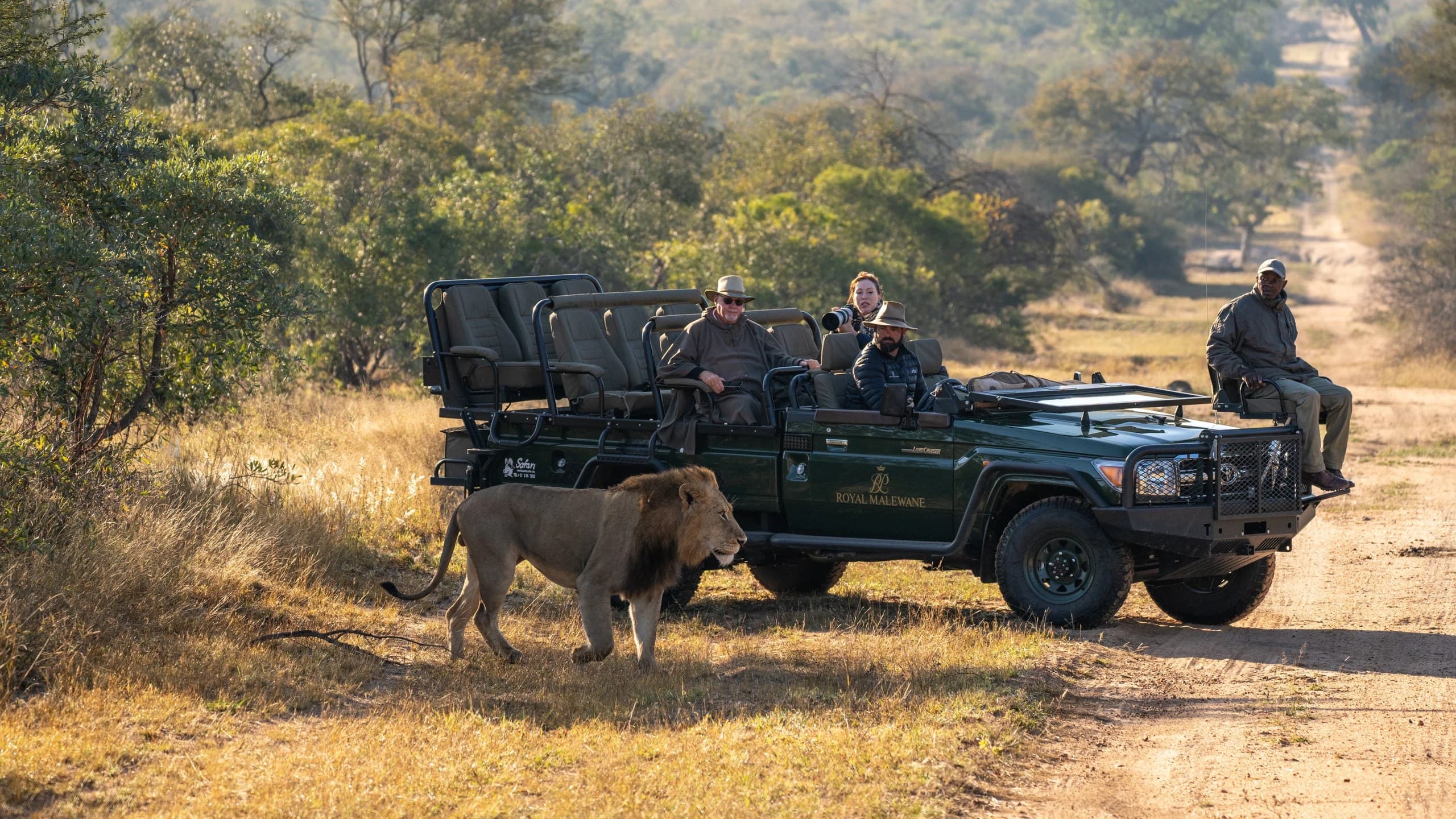 Lion walking past guests in an open safari vehicle