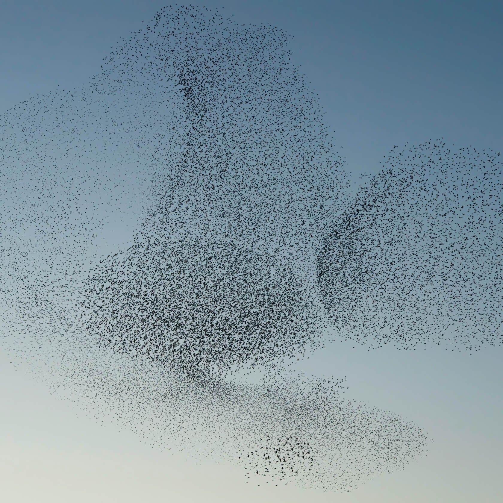 A vast flock of starlings swirling against a pale blue sky