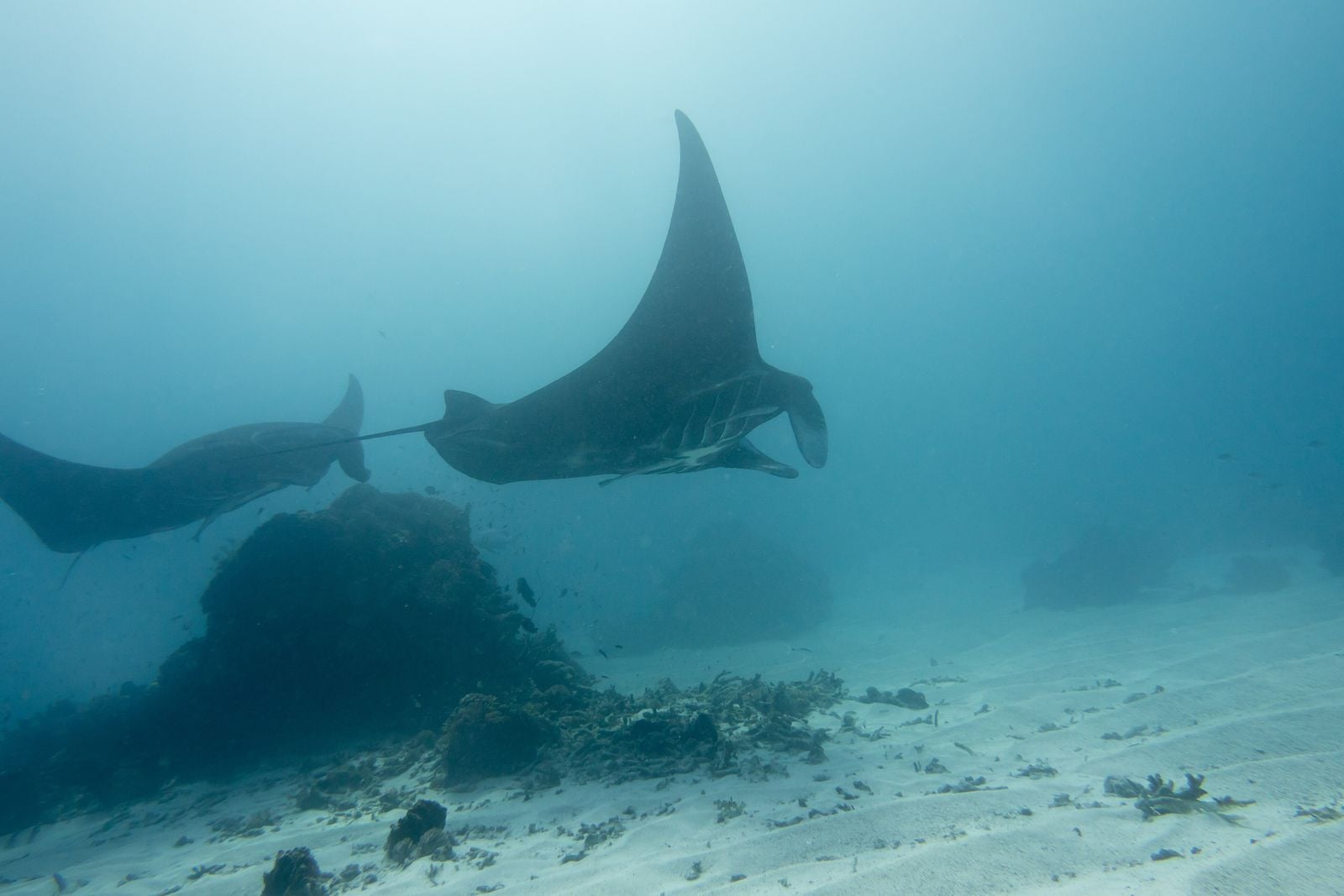 Manta rays gliding over the seabed