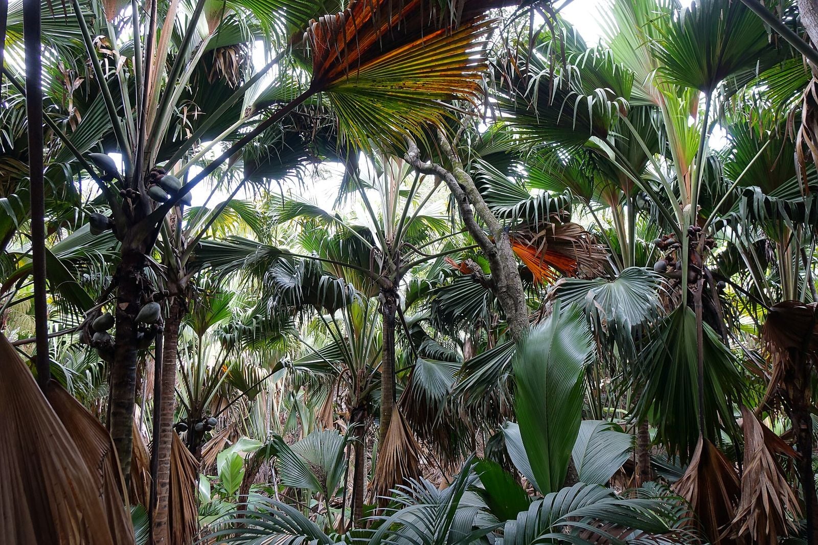 Coco de mer palms in a dense forest