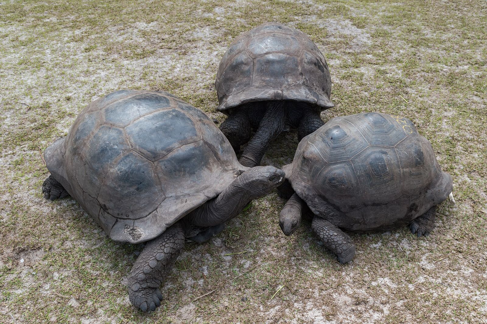Giant tortoises grazing on the grass