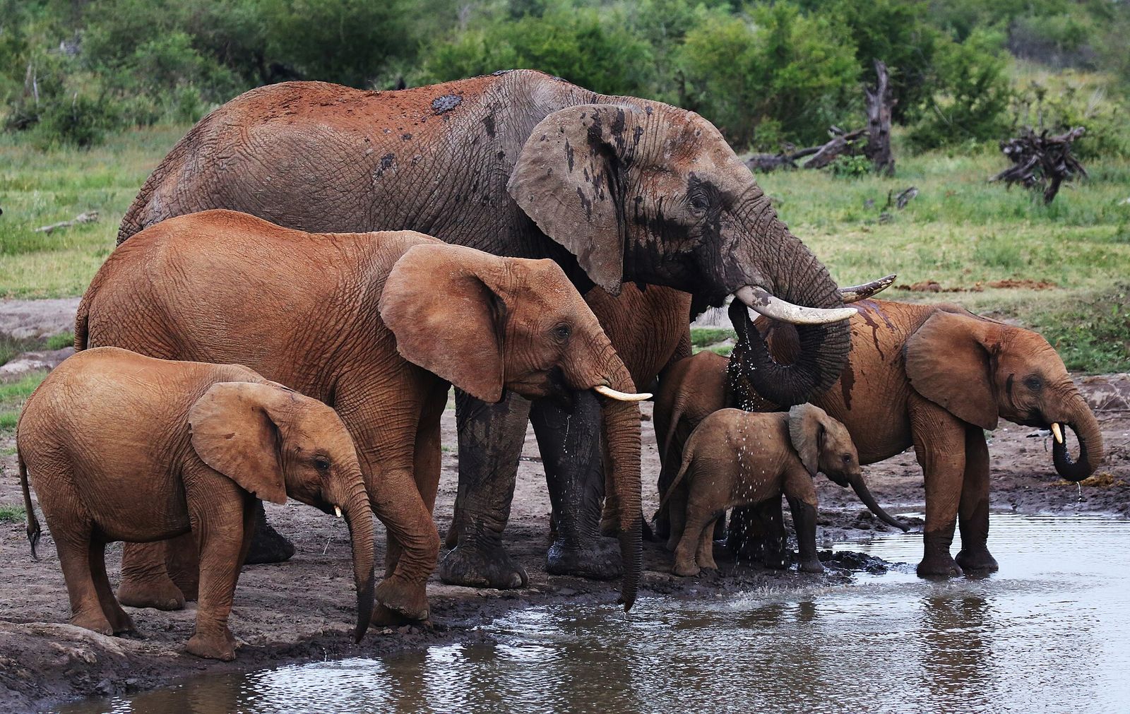 Elephants gathered at a waterhole in the savanna