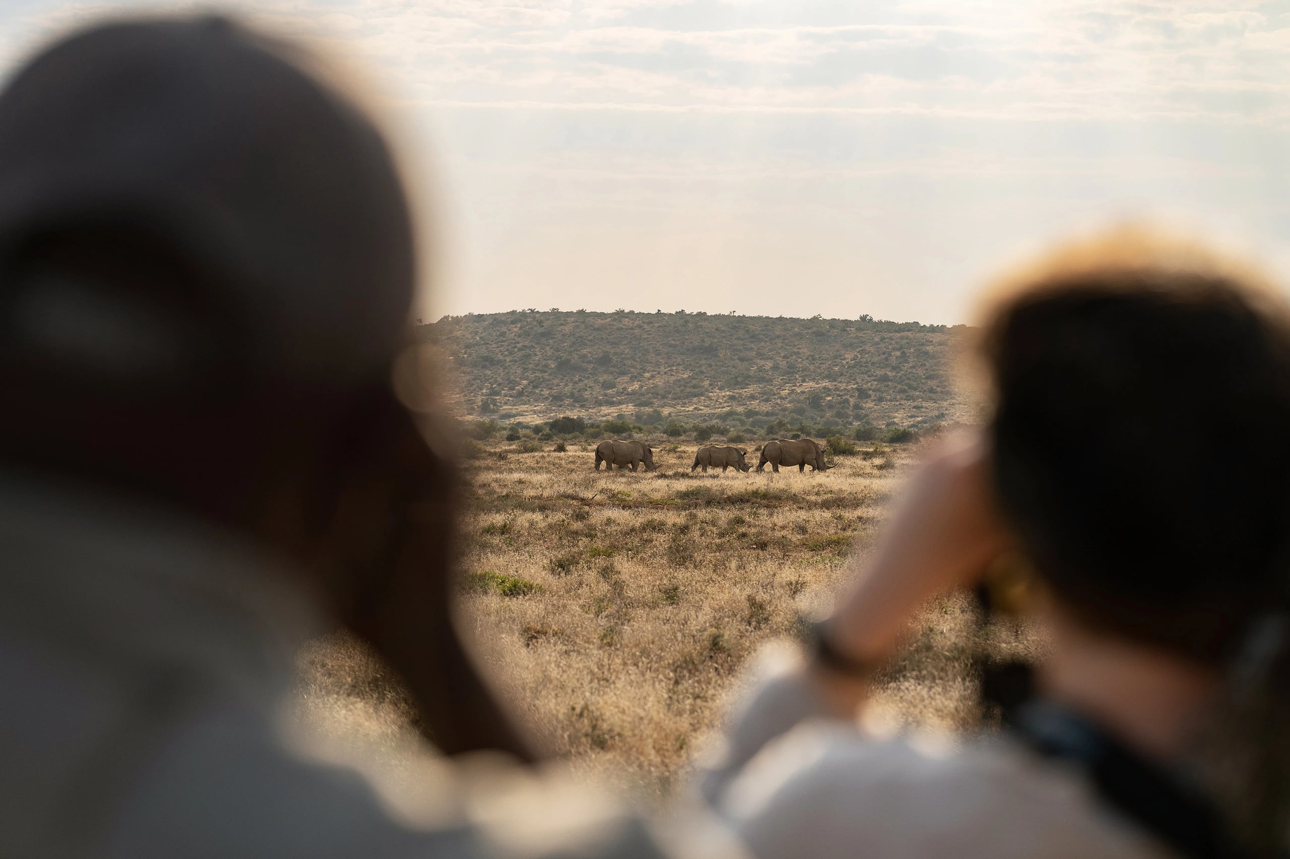 Guests on safari watching three rhinos graze on the open plain