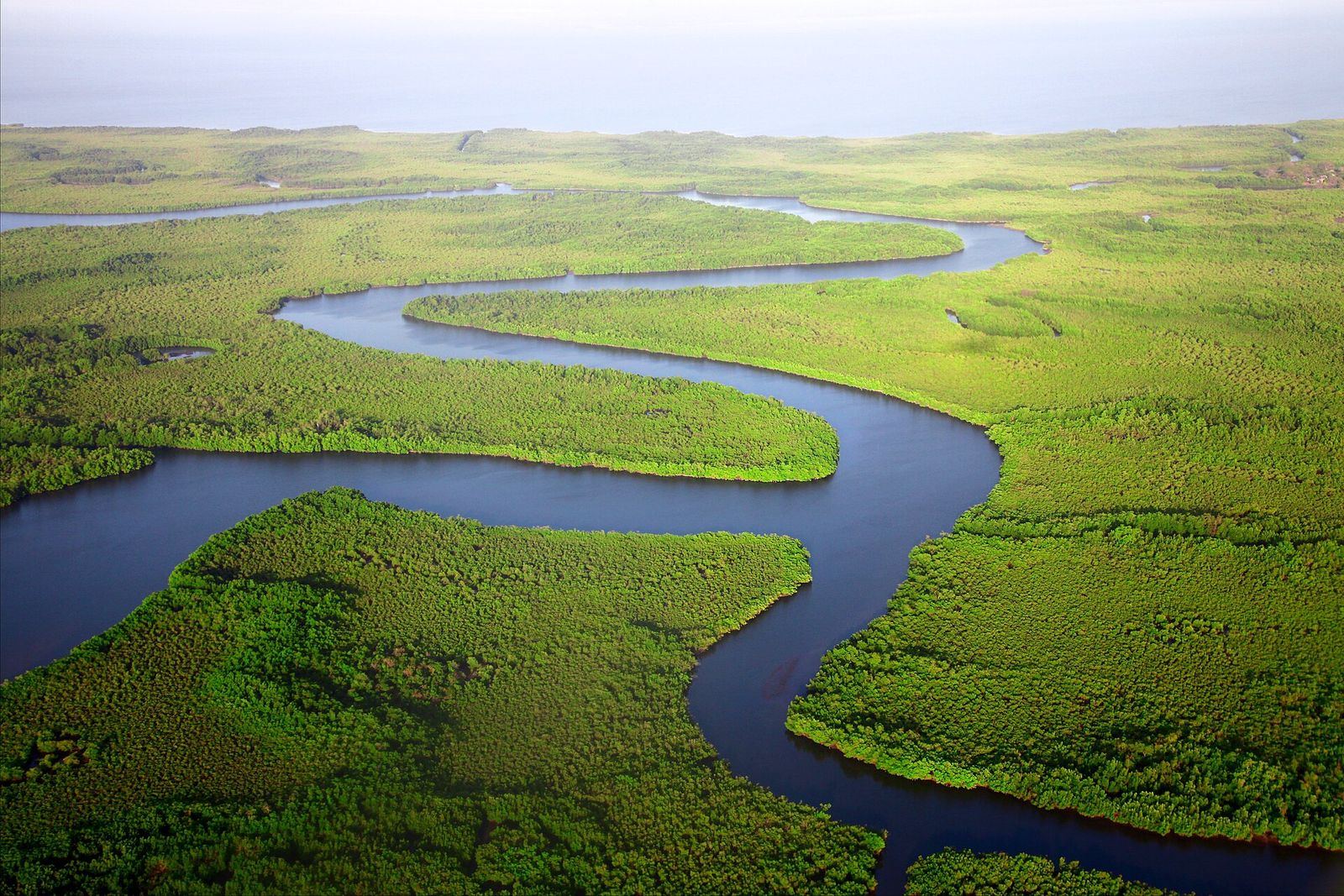 Mangrove forest growing along a sheltered shoreline