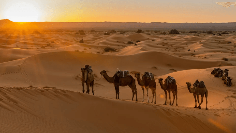 Caravan of camels crossing desert dunes at sunset