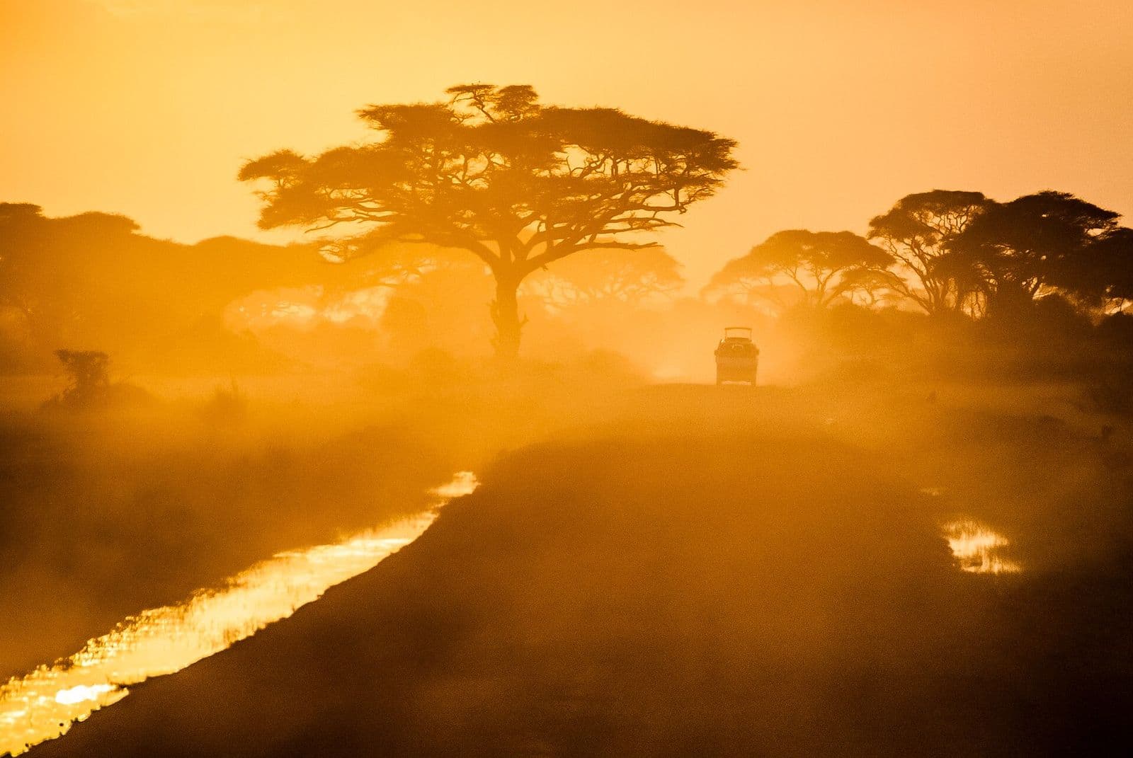 Golden sunrise over a quiet bush track