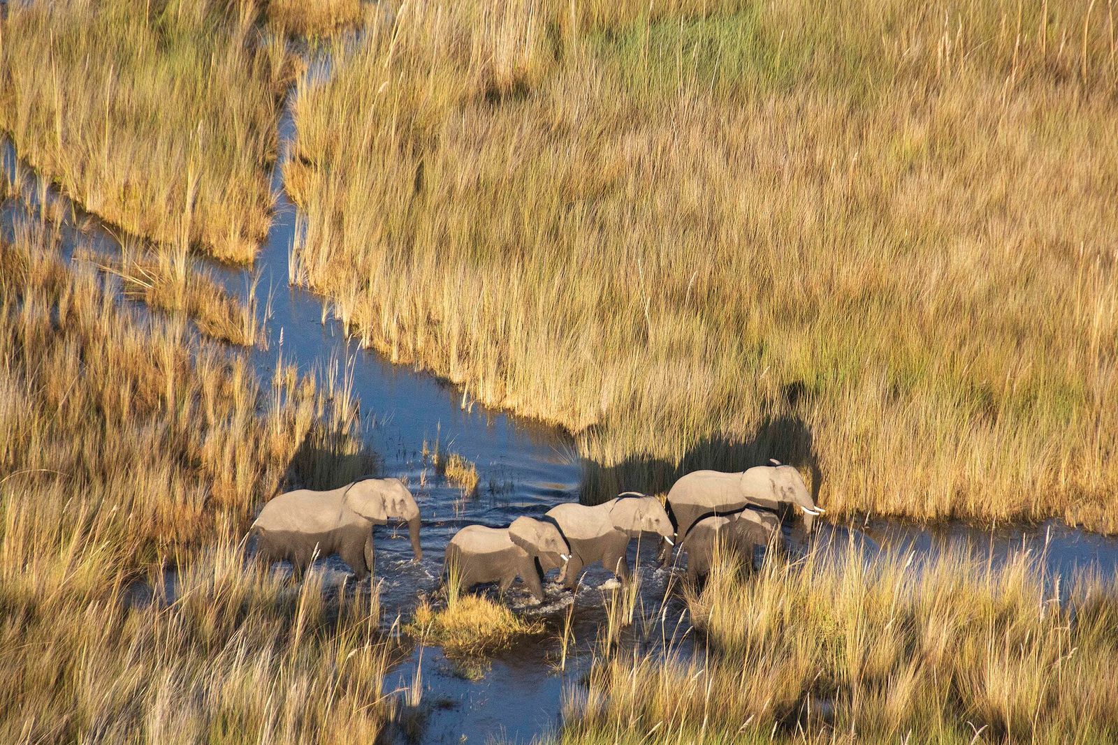 Elephants wading through a channel of the Okavango Delta