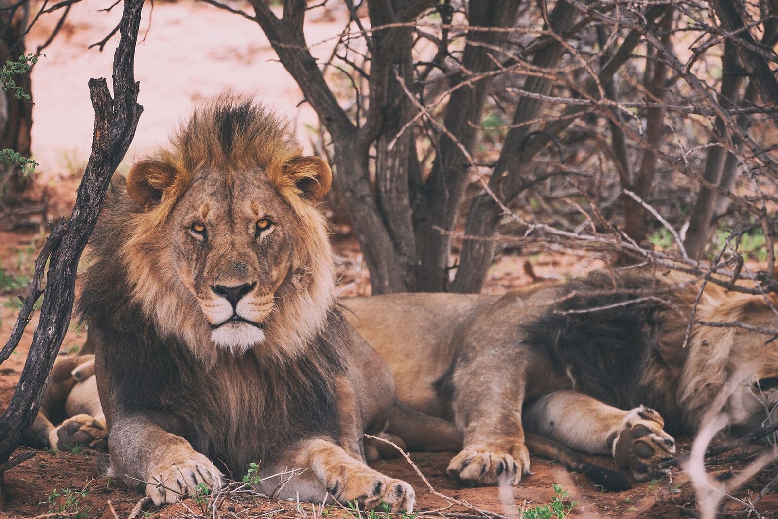 Lion resting in the shade of a tree