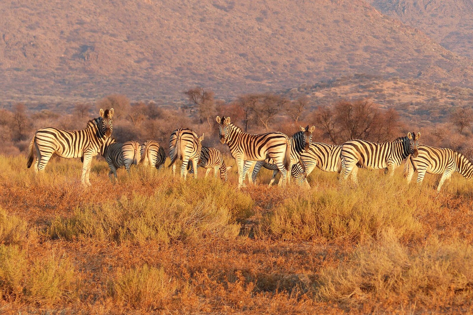 Zebras grazing on the golden plains