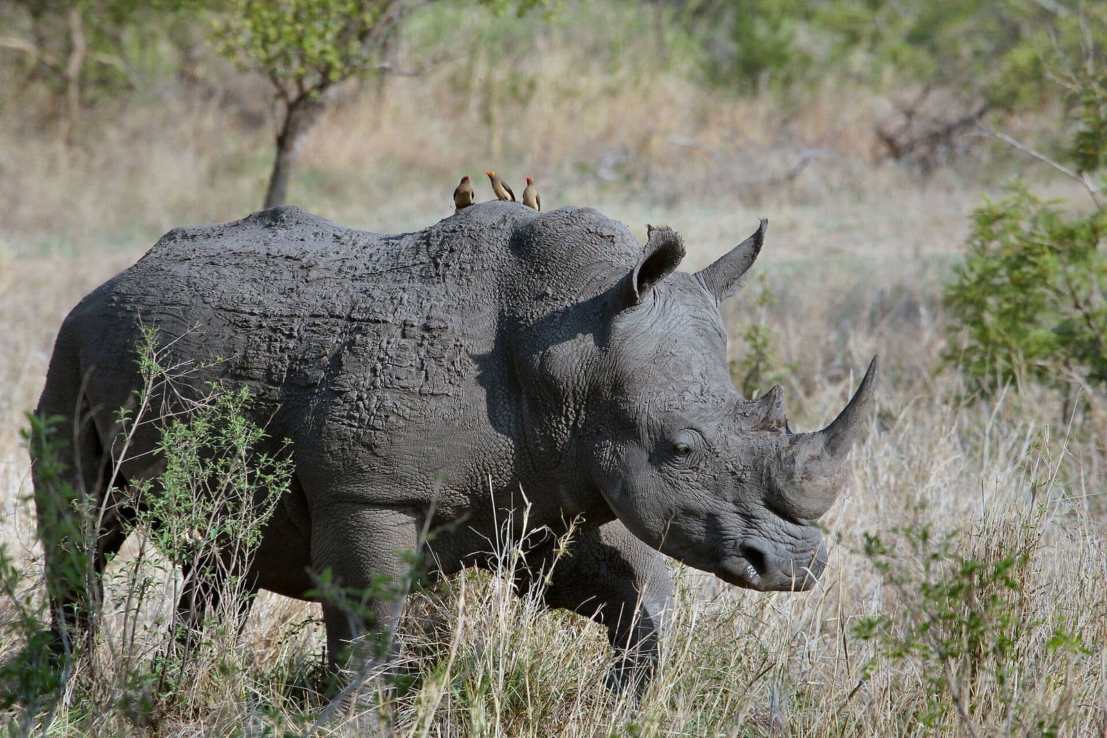 Rhino grazing in the African bush