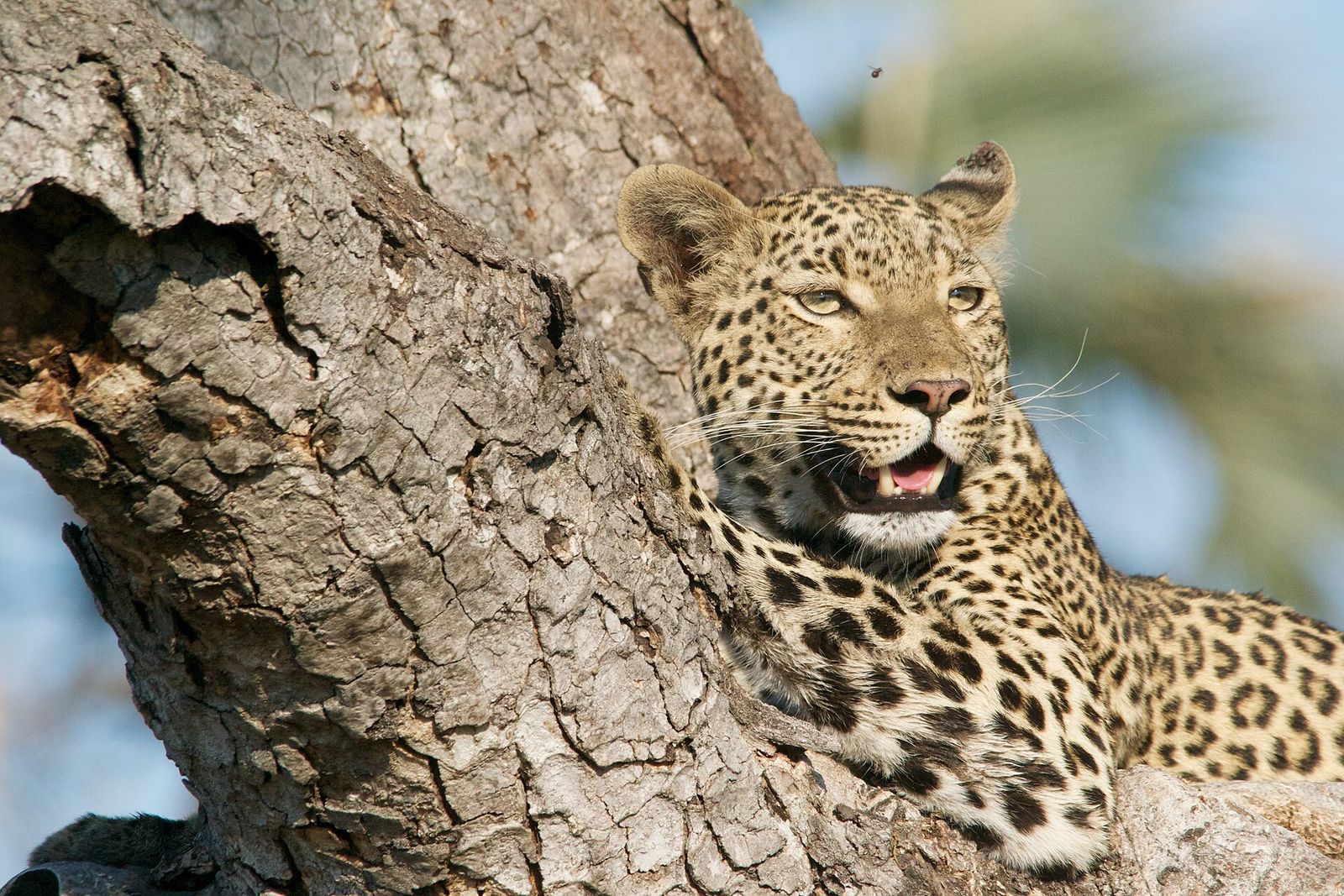 Leopard resting on the branch of a tree