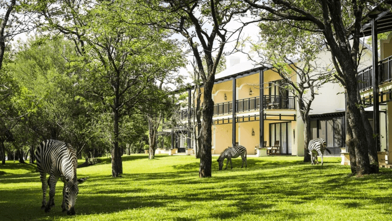 Zebras grazing on a lawn in front of a colonial-style hotel