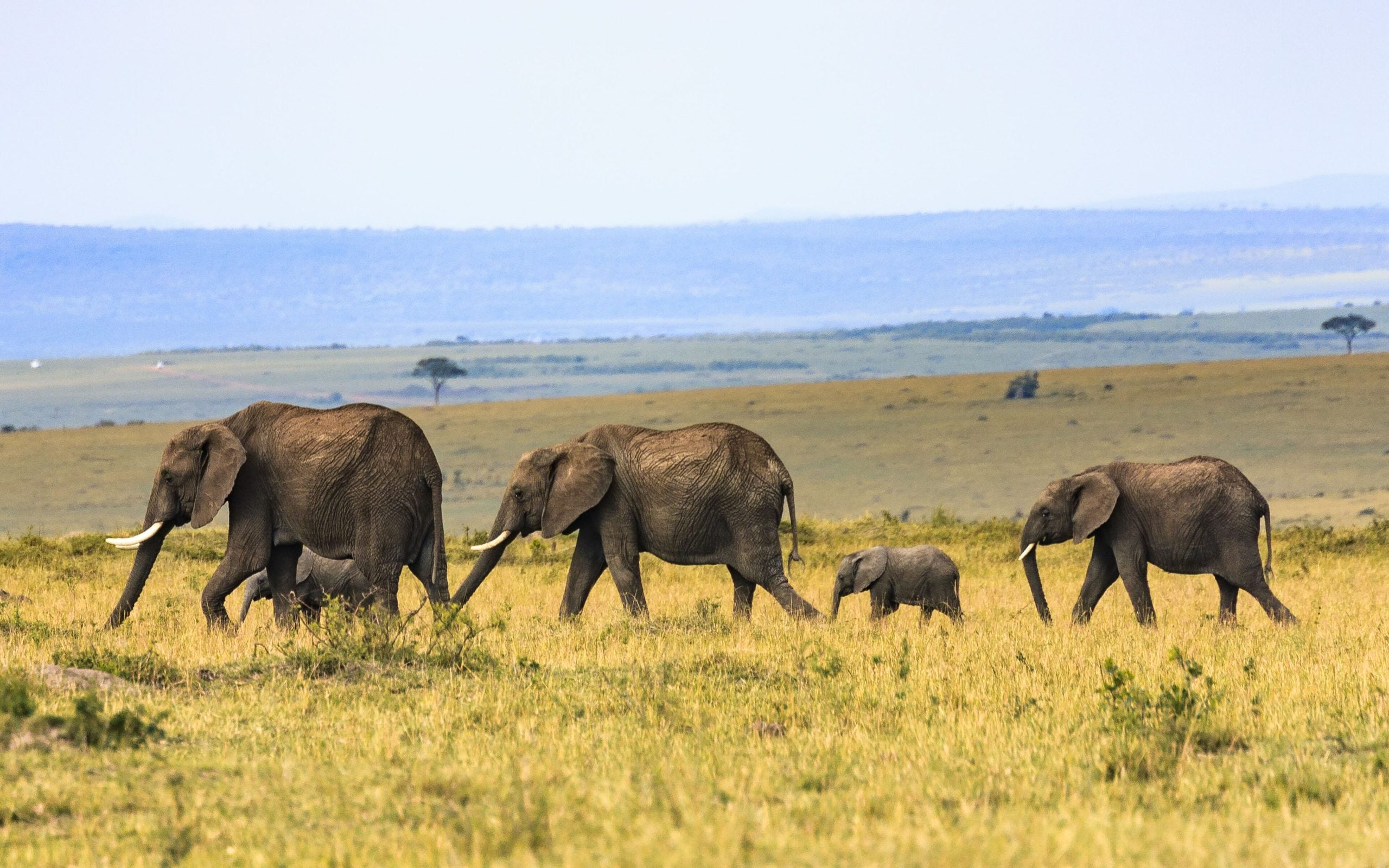 Elephants crossing the open savanna