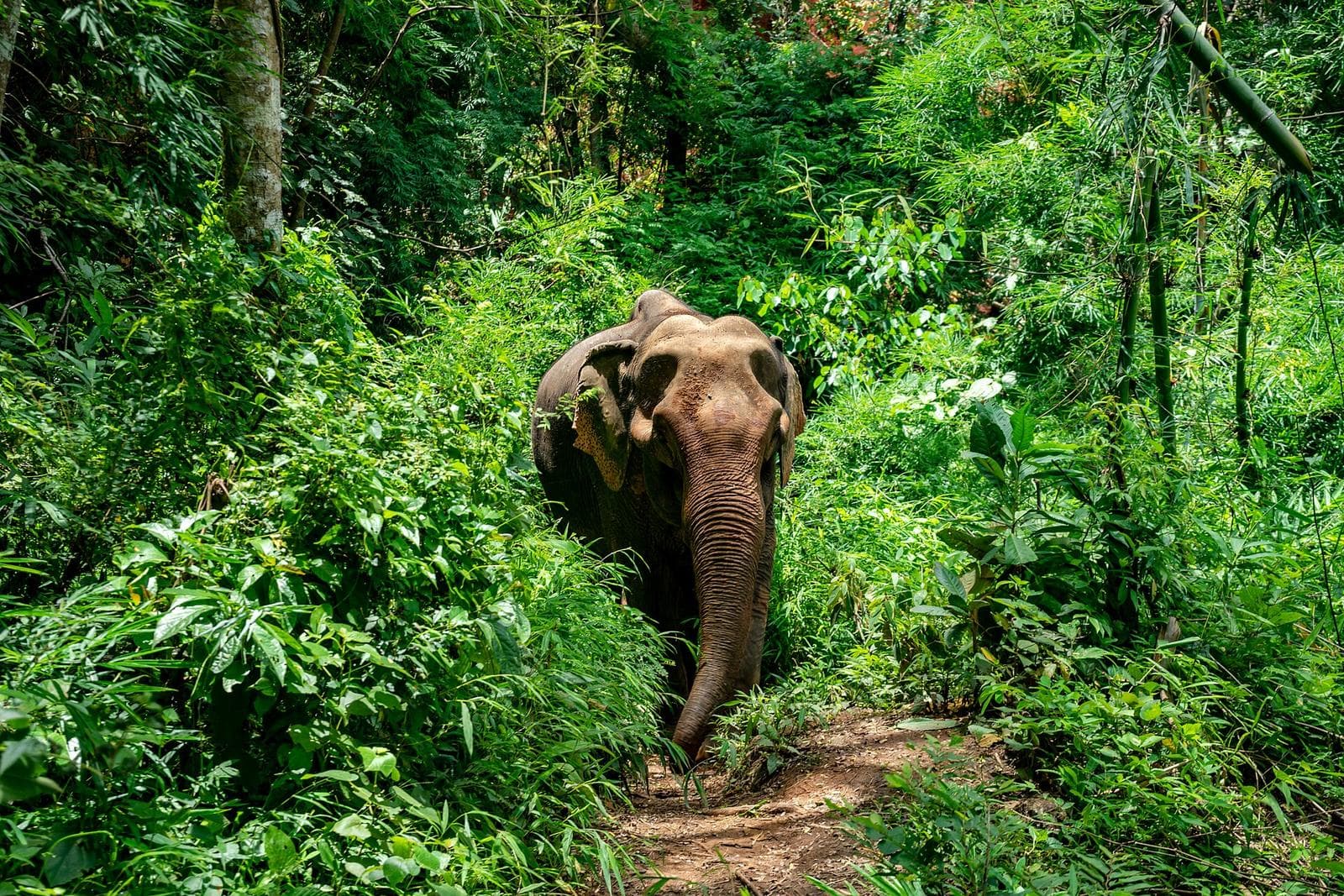 Rescued elephants roaming freely at a sanctuary in northern Thailand