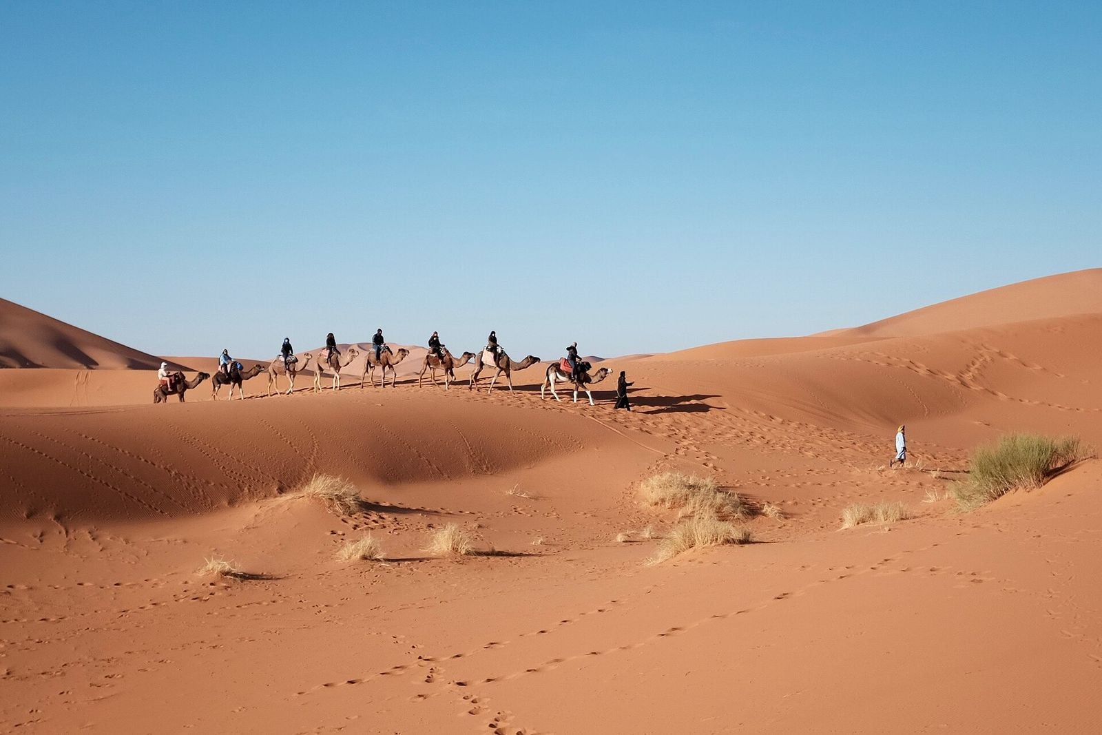 Camel caravan crossing the dunes