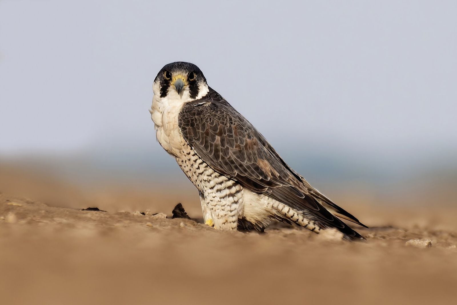 Falcon resting on the desert sand